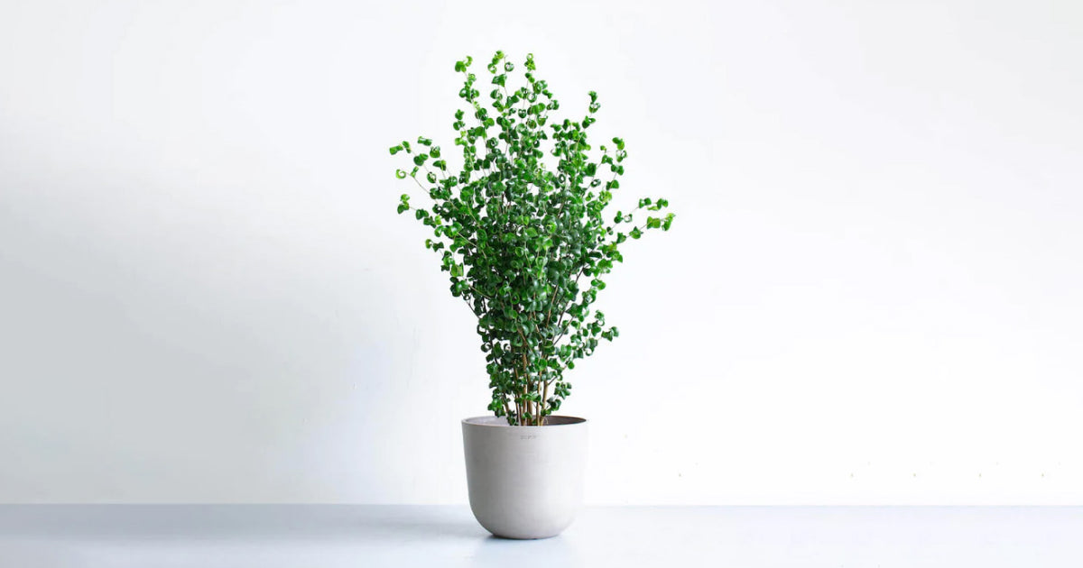 フィカス・ベンジャミン・バロックの育て方|葉が落ちる原因や失敗しない5つのコツ