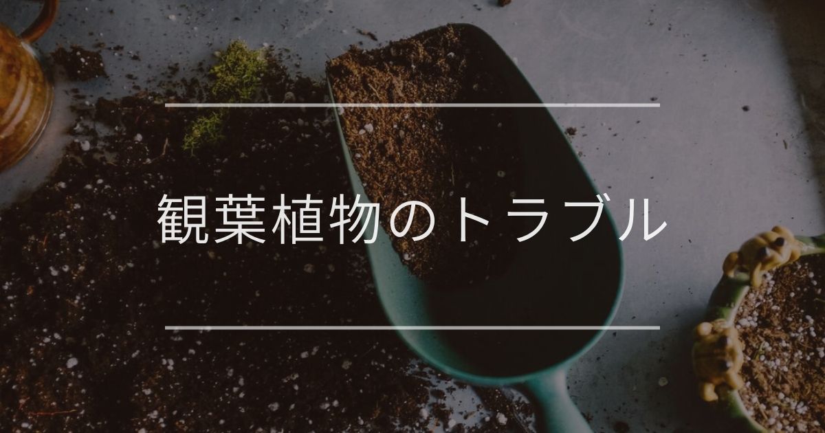 観葉植物のトラブル|主な症状と対処法まとめ