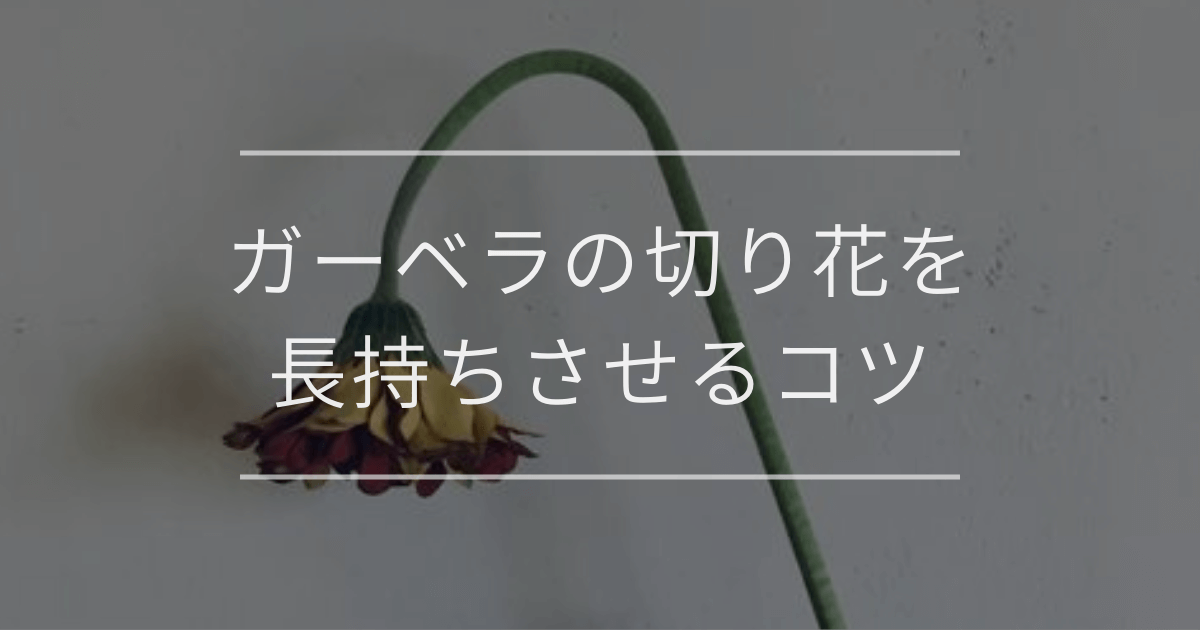 ガーベラの切り花を長持ちさせるコツ|注意点やしおれる際の対処法