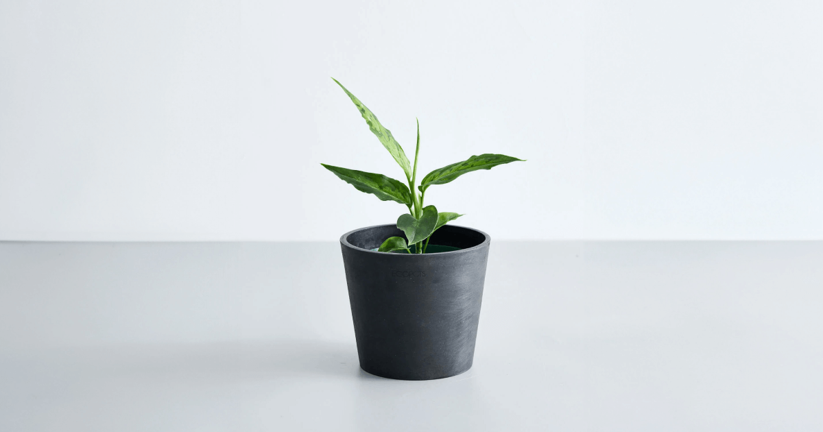 アグラオネマ・ピクタムの育て方|増やし方やトラブル対処のコツ