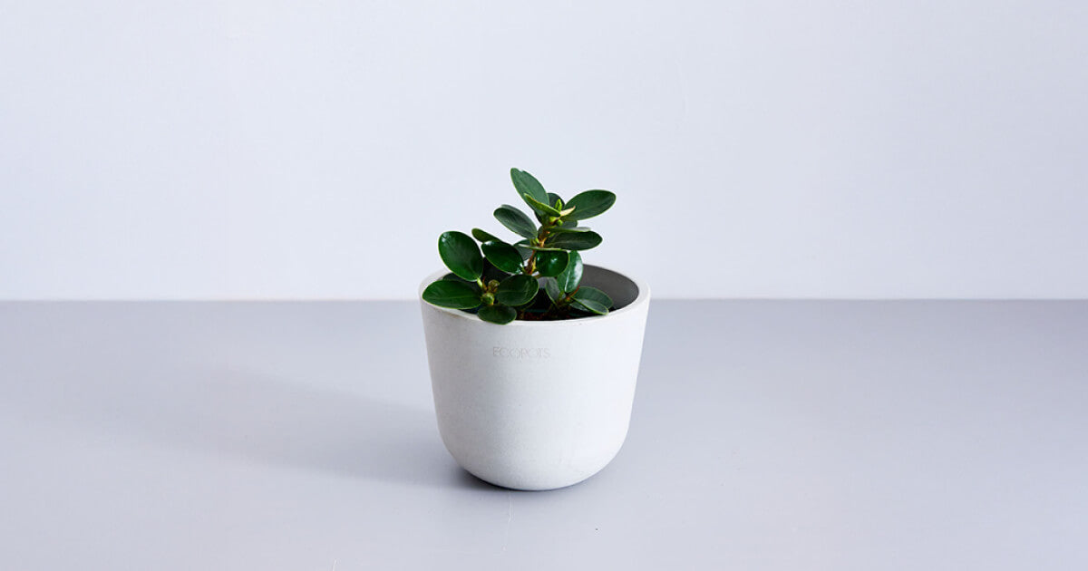 コパンダガジュマルの育て方|植え替えや増やし方についても解説