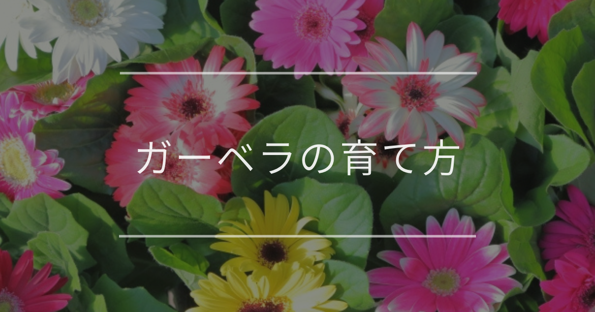 ガーベラの育て方|適切な栽培環境とよくあるトラブルの対処法