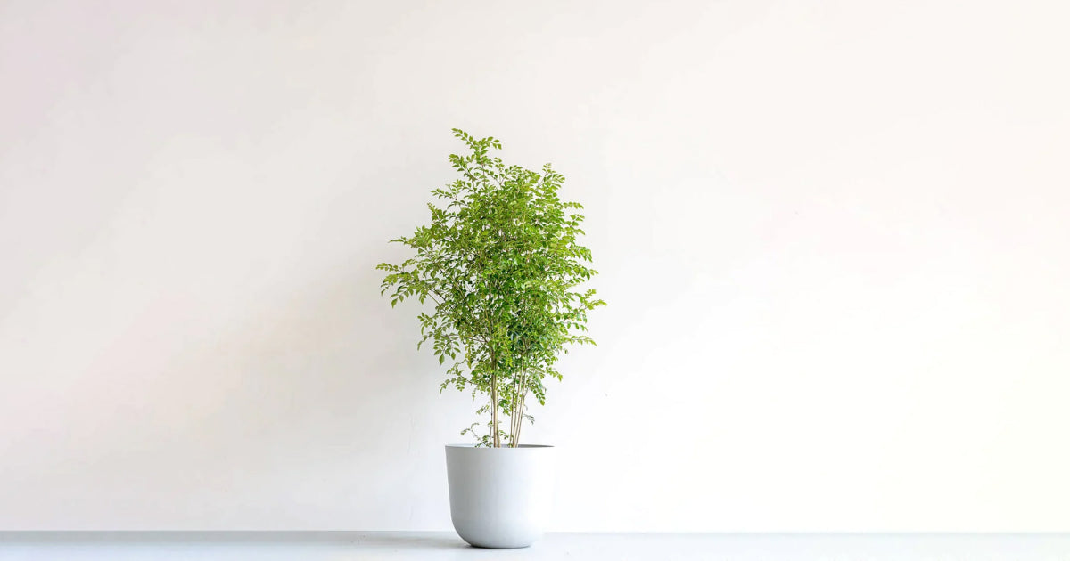 シマトネリコの育て方|トラブルと美しい姿を保つ5つのコツ