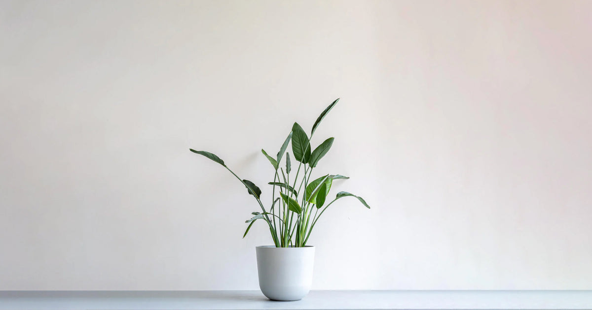 ストレリチア・レギネ(極楽鳥花)の育て方|カンタンでお世話が楽!トラブルの対処法も解説