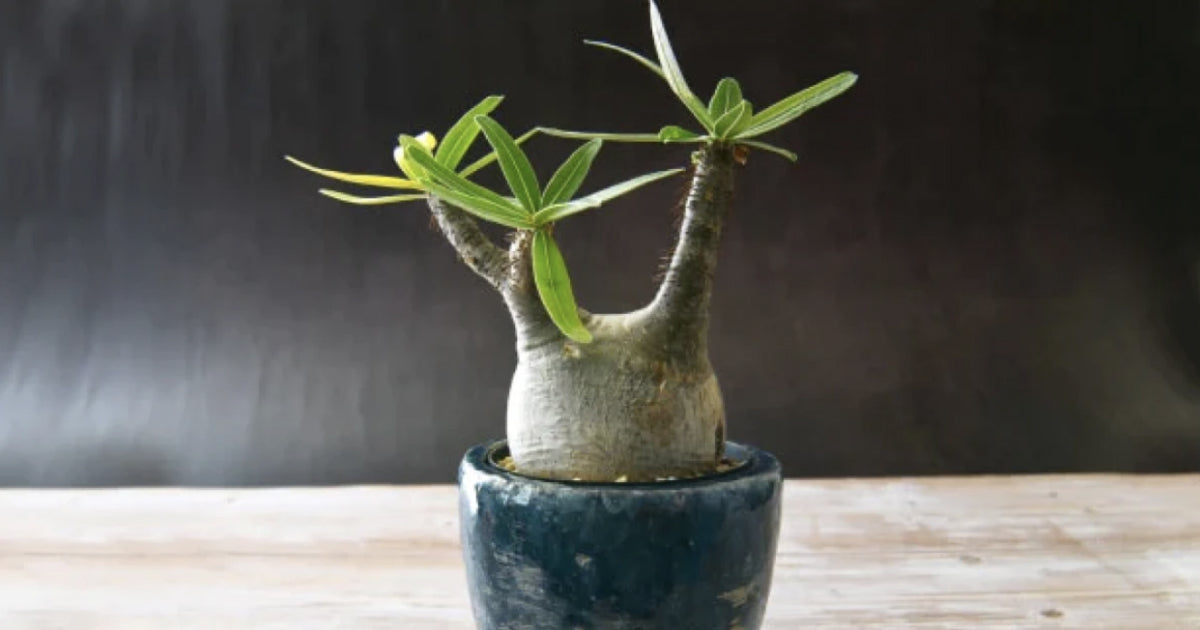 パキポディウム・グラキリスの育て方