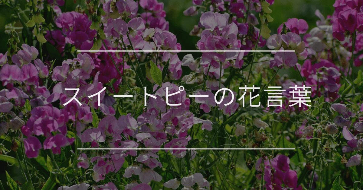 スイートピーの花言葉|色別の花言葉や誕生花、名前の由来