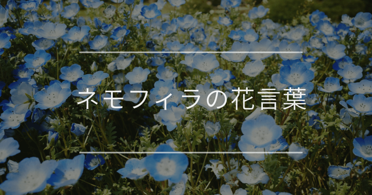 ネモフィラの花言葉|色別の花言葉や誕生花、名前の由来