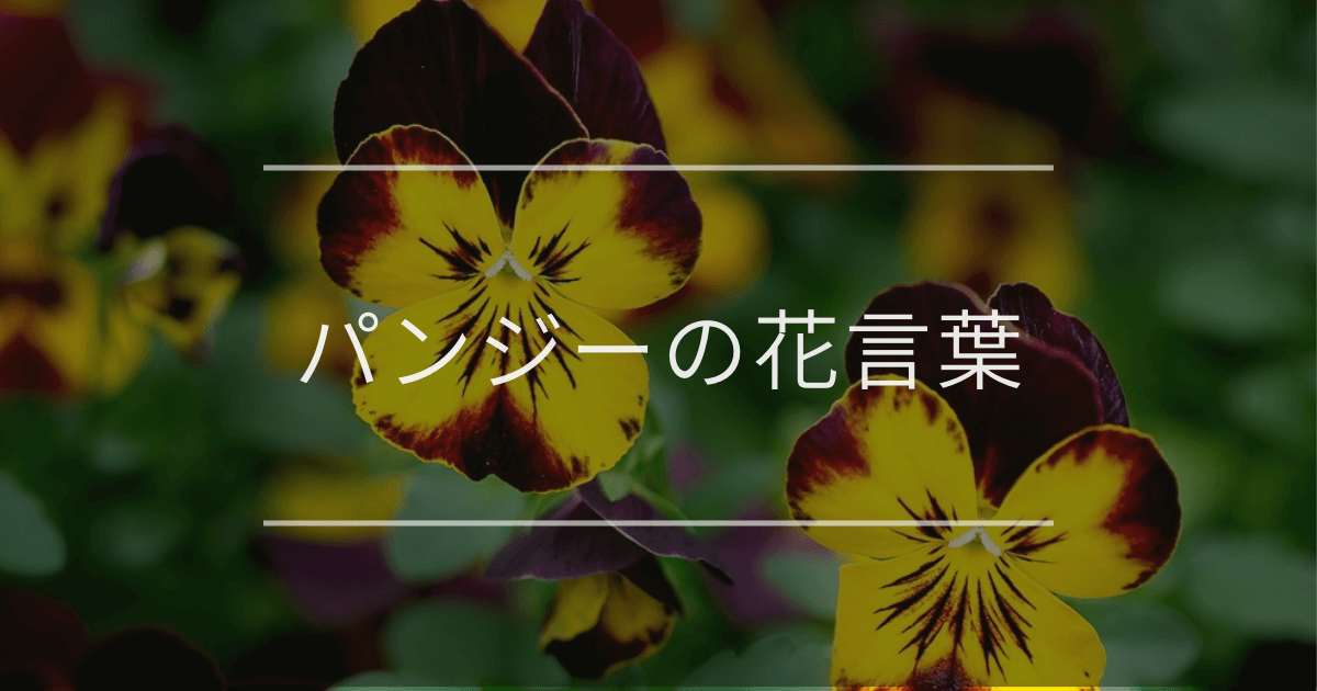 パンジーの花言葉