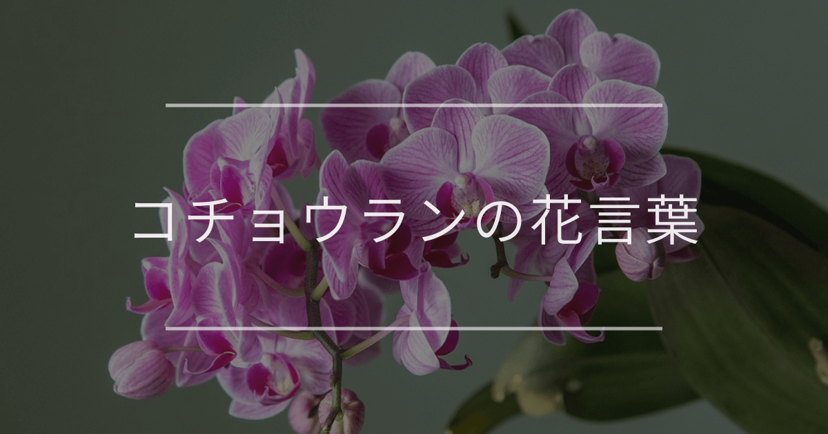コチョウランの花言葉
