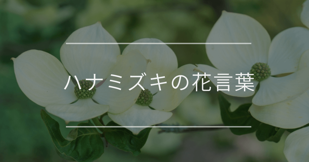 ハナミズキの花言葉|誕生花や育て方、名前の由来