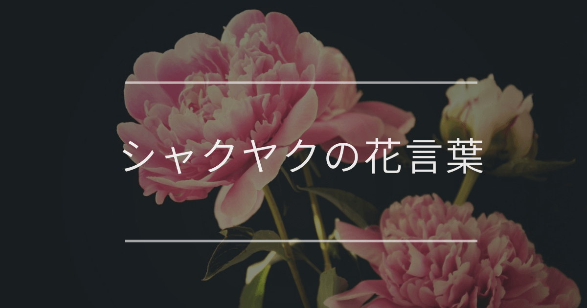 シャクヤク(芍薬)の花言葉