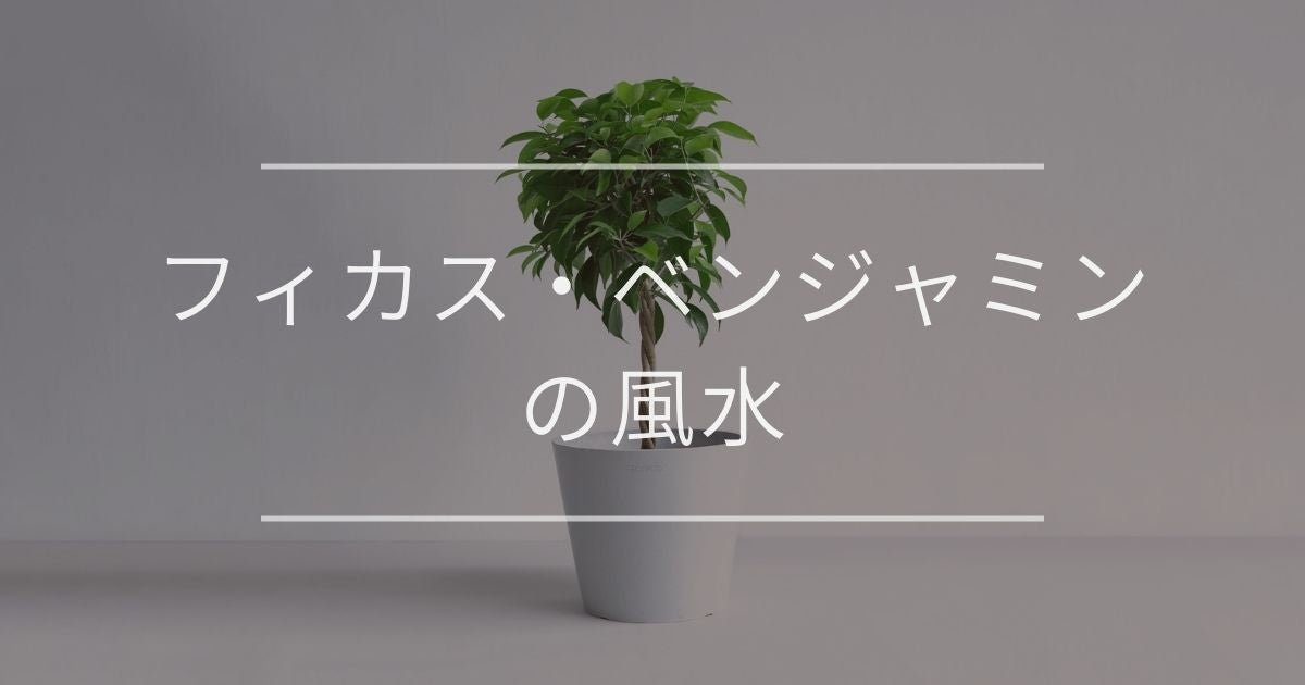 フィカス・ベンジャミンの風水|置き場所と方角について