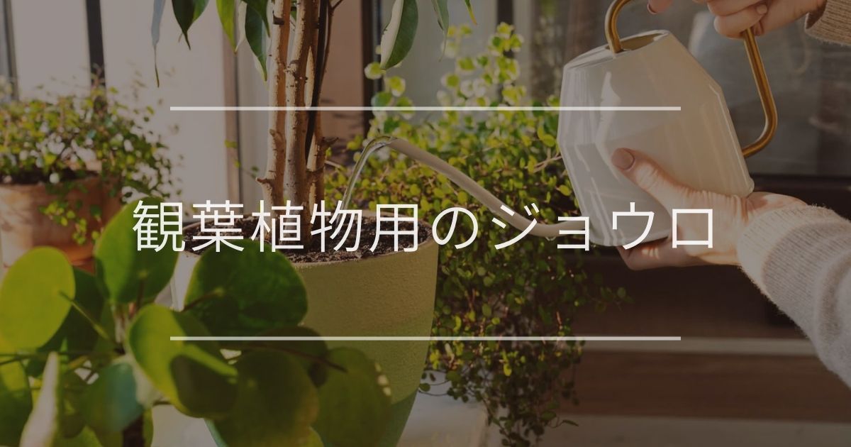 観葉植物用のジョウロ|選び方やおすすめについて