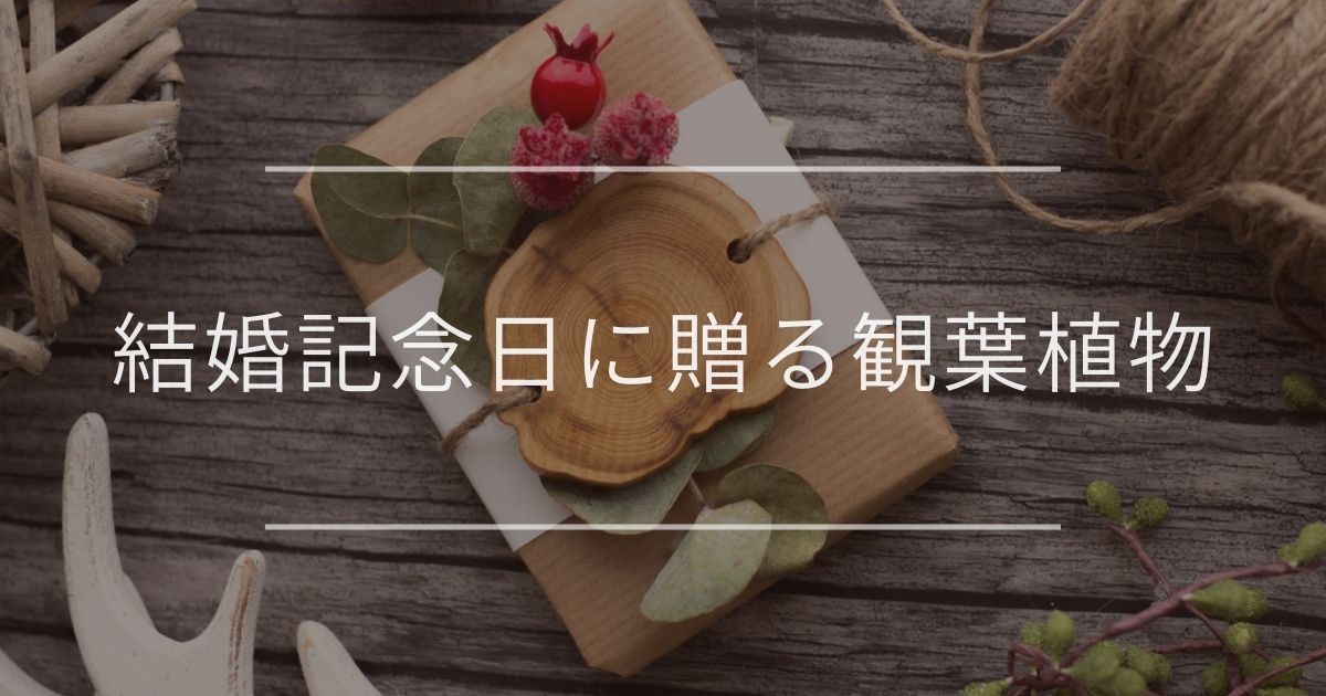 結婚記念日に贈る観葉植物|おすすめと選び方