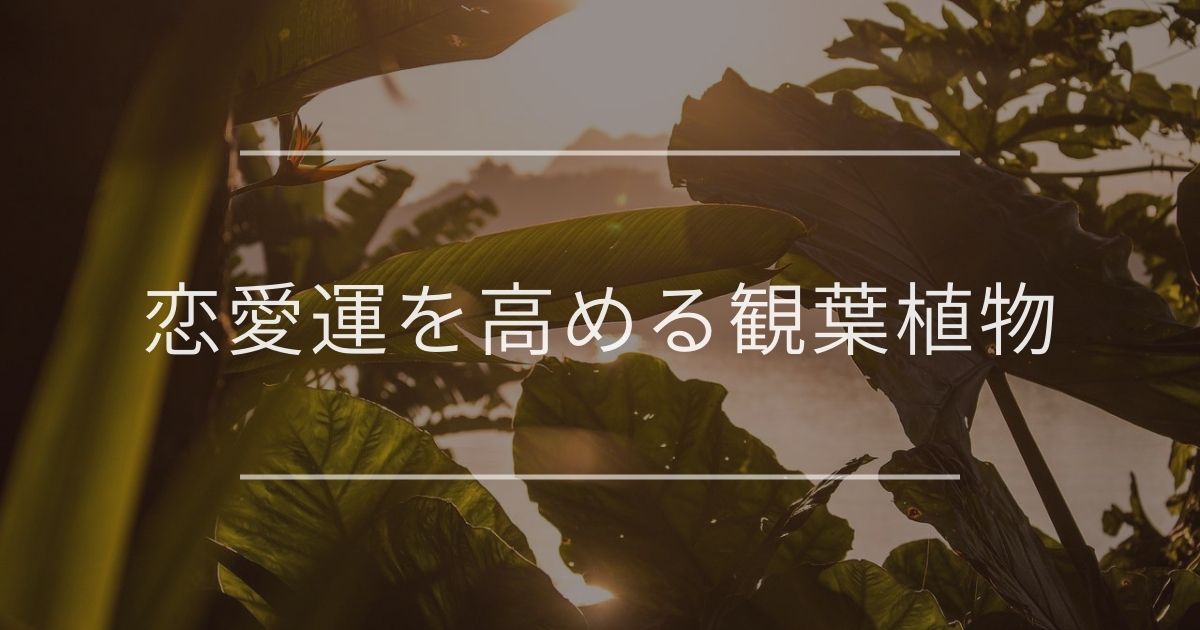 恋愛運を高める観葉植物|おすすめと置き場所について