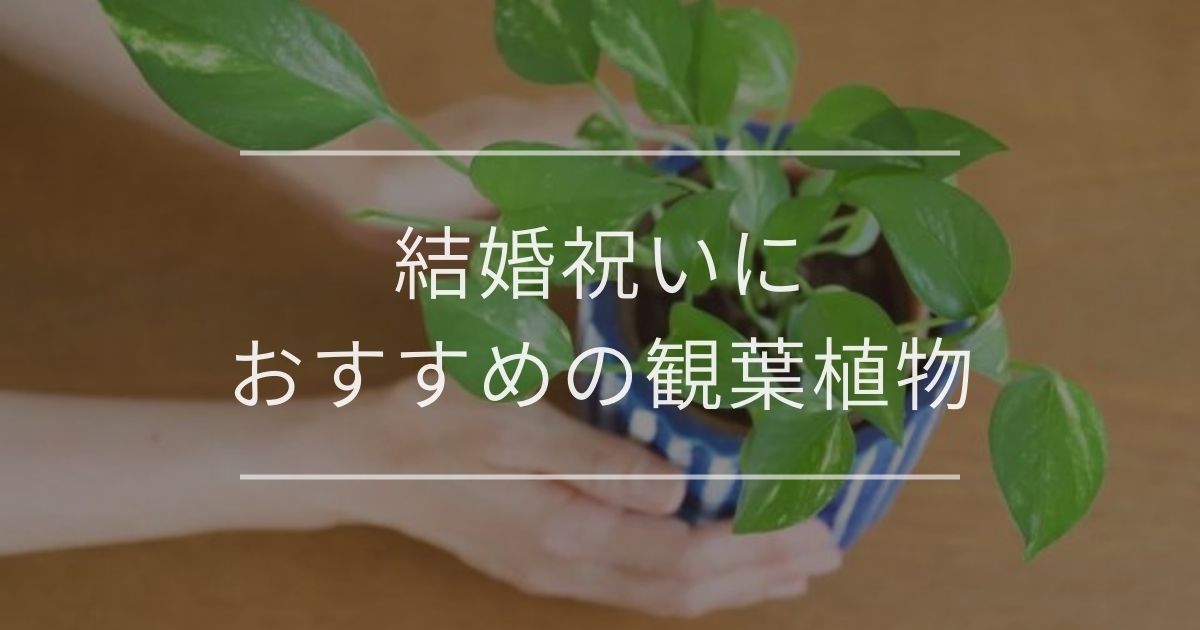 結婚祝いにおすすめの観葉植物