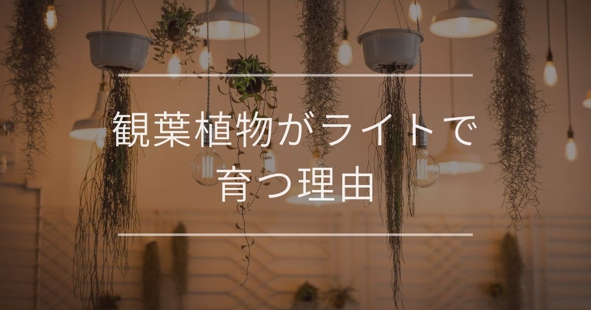 観葉植物がライトで育つ理由|おすすめと育てるポイントについて