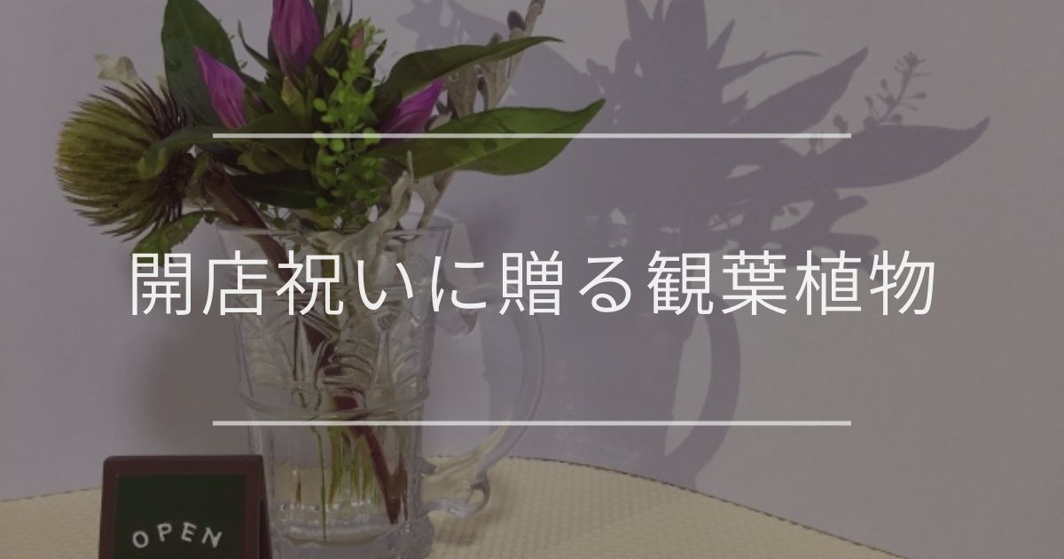 開店祝いに贈る観葉植物