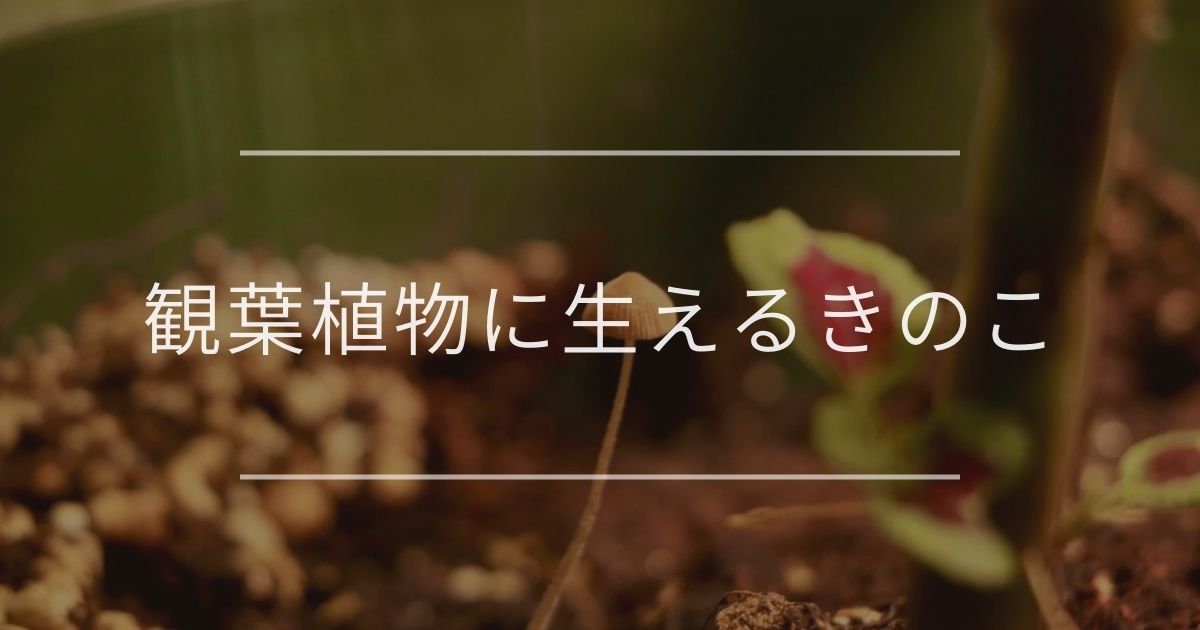 観葉植物に生えるきのこ|原因と対処法を紹介