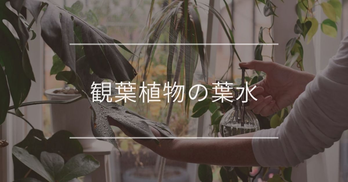 観葉植物の葉水|効果と正しいやり方について