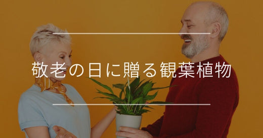 敬老の日に贈る観葉植物