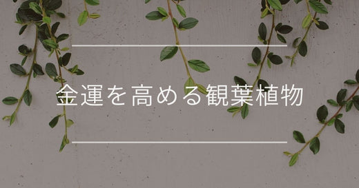 金運を高める観葉植物|おすすめと置き場所・方角について