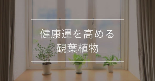 健康運を高める観葉植物|おすすめと置き場所・方角について