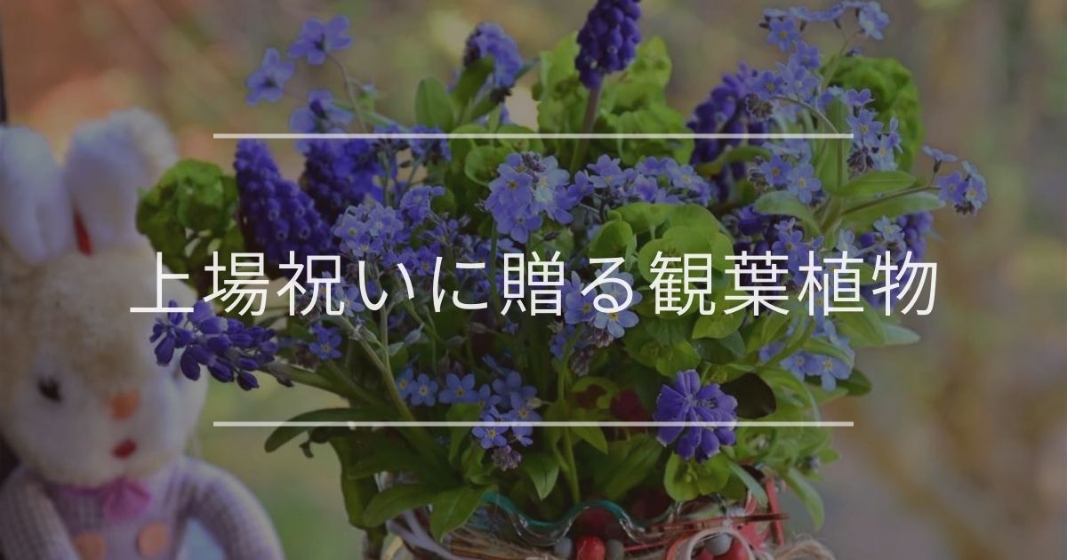 上場祝いに贈る観葉植物|ハズさない選び方やマナーについて