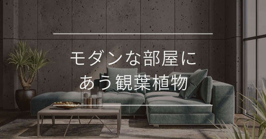 モダンな部屋にあう観葉植物|おすすめと置き方について