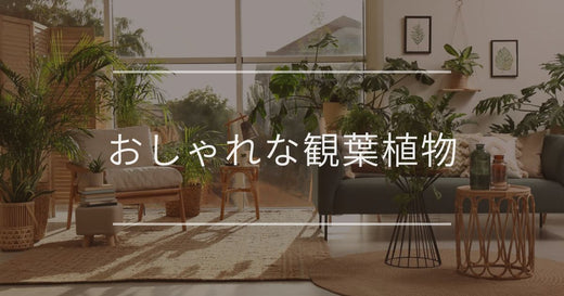 おしゃれな観葉植物|おすすめと飾り方アイデア