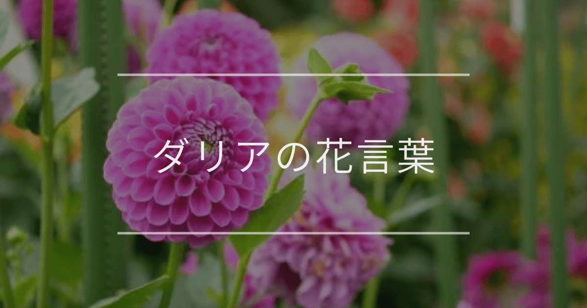 ダリアの花言葉