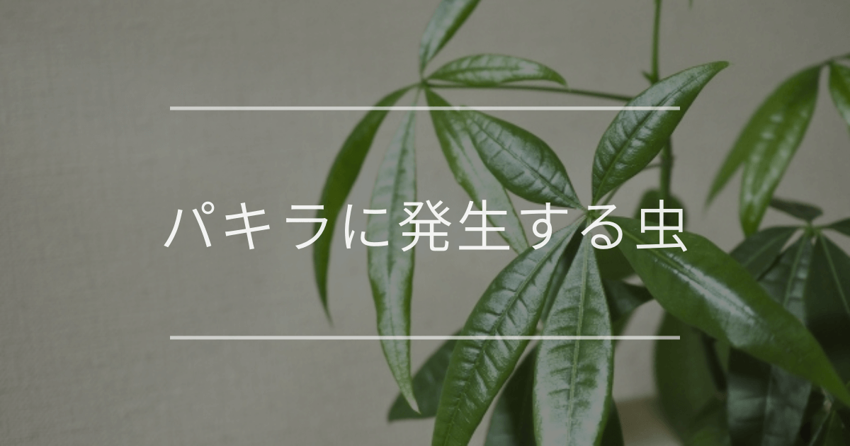 パキラに発生する虫