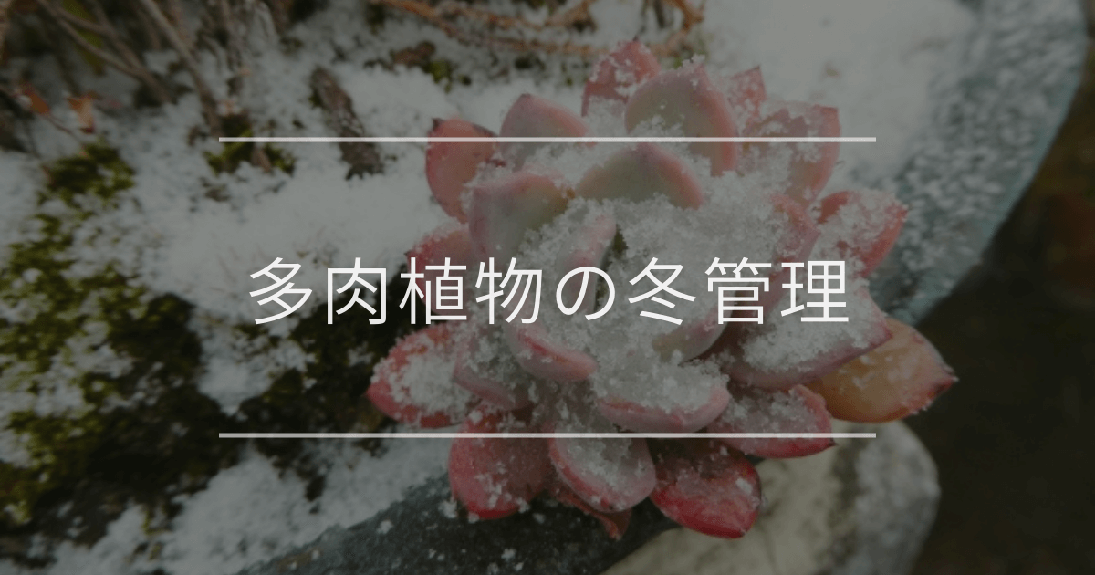多肉植物の冬管理|冬越しや寒さに強い植物