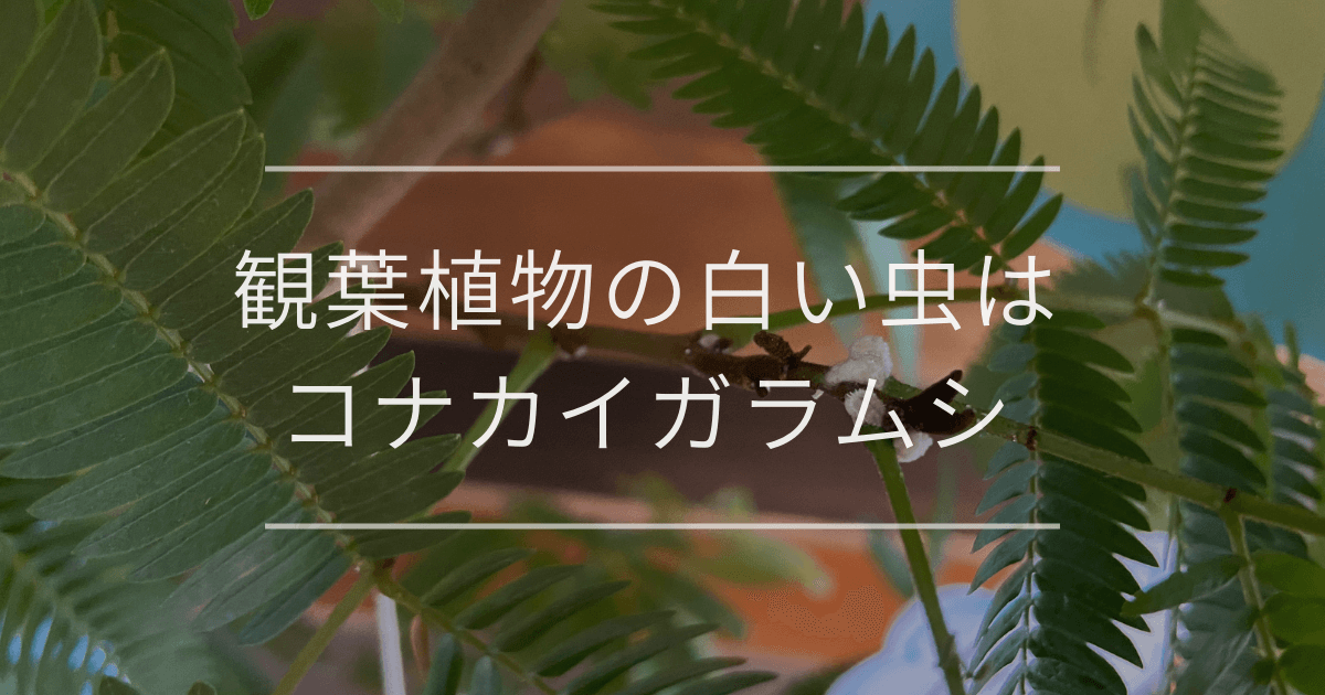 観葉植物の白い虫はコナカイガラムシ