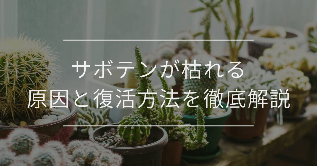 サボテンが枯れる原因と復活方法を徹底解説