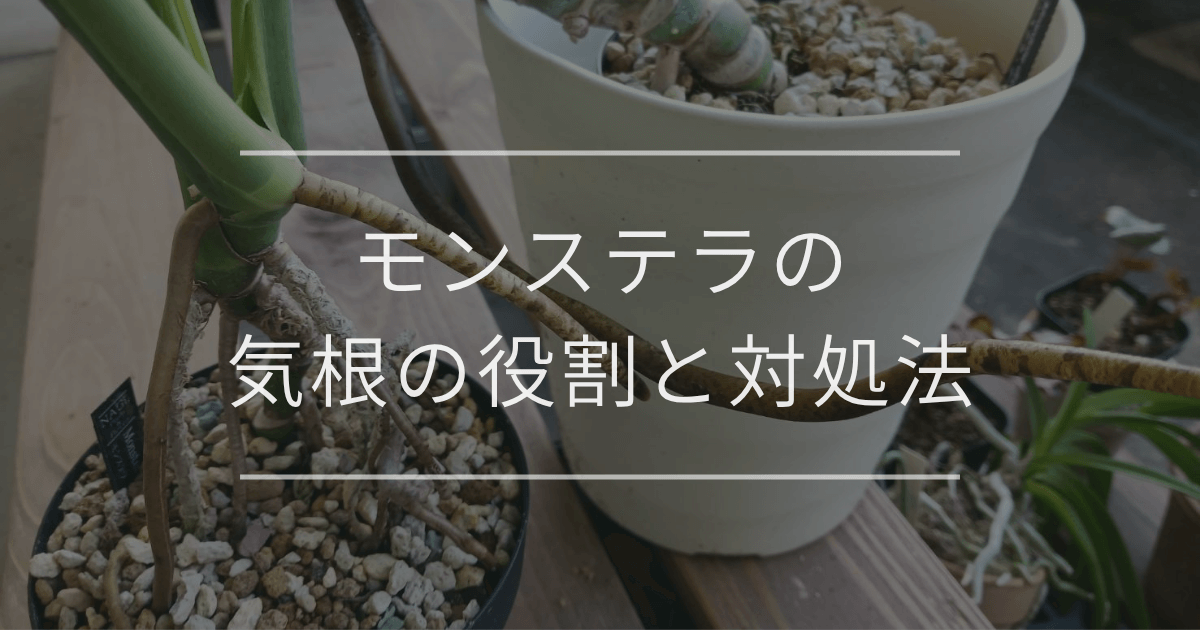 モンステラの気根の役割と対処法