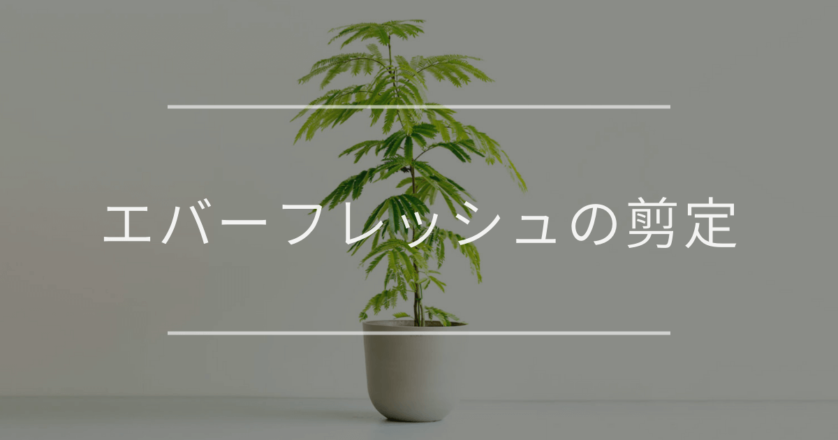 エバーフレッシュの剪定