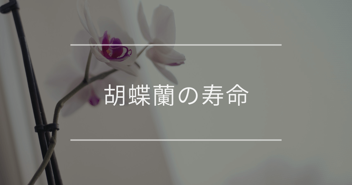 胡蝶蘭の寿命|長持ちさせる秘訣や花が終わった後の楽しみ方