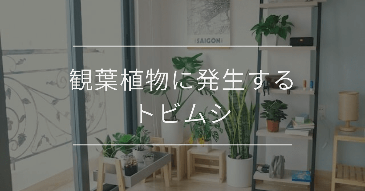 観葉植物に発生するトビムシ