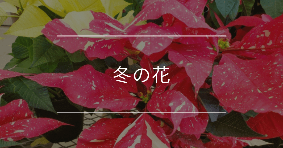 冬の花