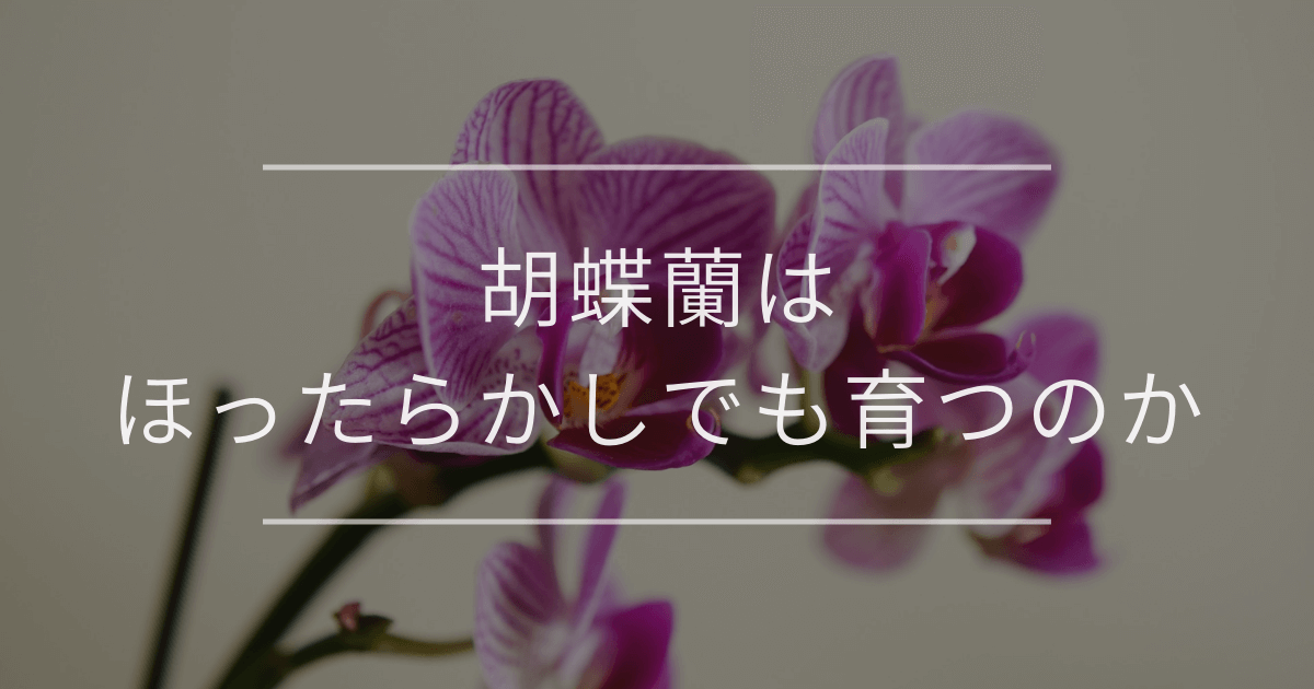 胡蝶蘭はほったらかしでも育つのか|初心者でもできる育て方