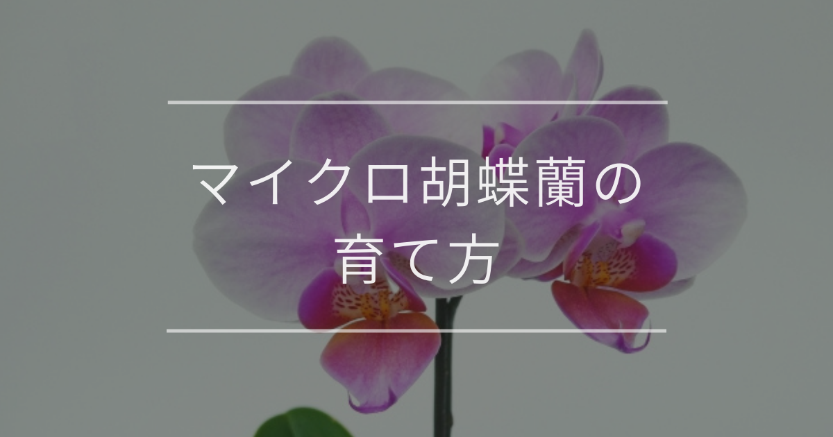 マイクロ胡蝶蘭の育て方|管理方法やよくあるトラブルの対処法
