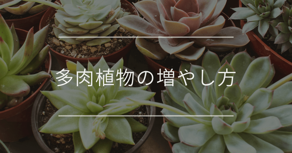 多肉植物の増やし方