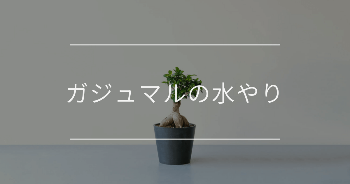ガジュマルの水やり