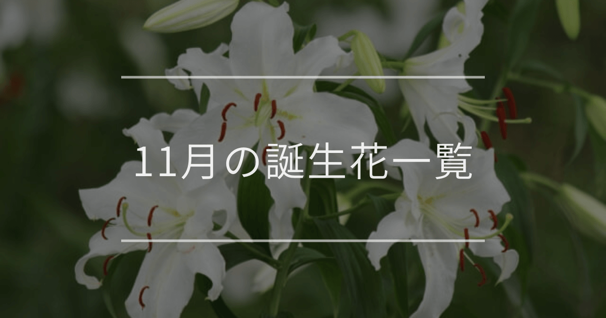 11月の誕生花一覧