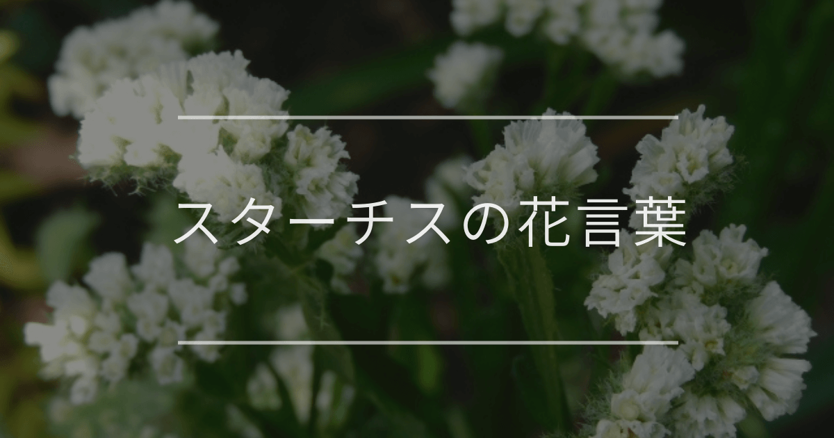 スターチスの花言葉