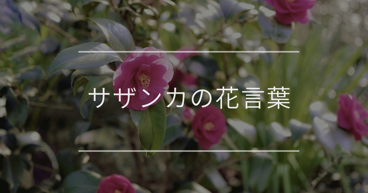 サザンカの花言葉