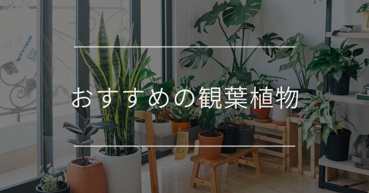 2025年おすすめの観葉植物45選|選び方・要望別・インテリア例
