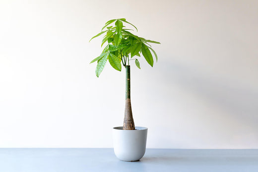 【完全版】パキラの育て方|スパルタ気味の水やりでOK!プロが教える5つのコツ