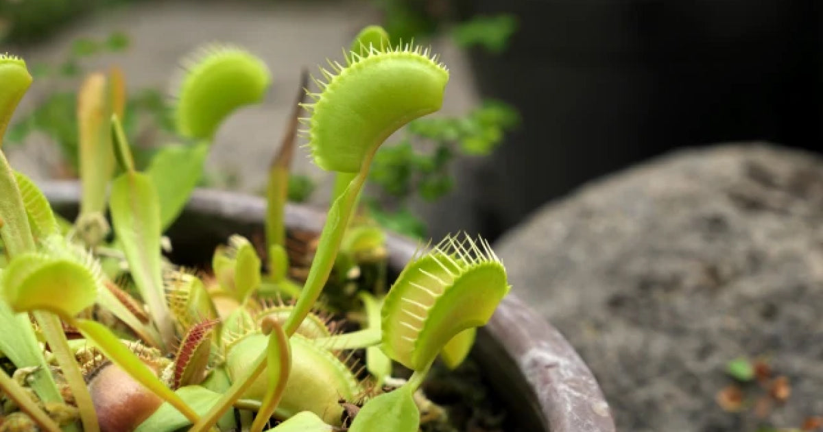 ハエトリソウの育て方